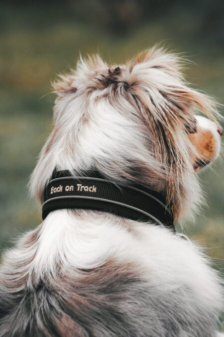 Back on Track, Dog Collar "Charlie", Black