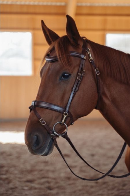 Amiko, Bridle Working, Havana Brown